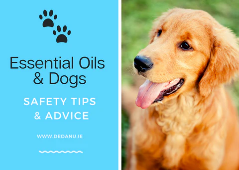 Essential Oils for Dogs: Benefits and Safety Tips