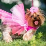 Dressing Your Pup