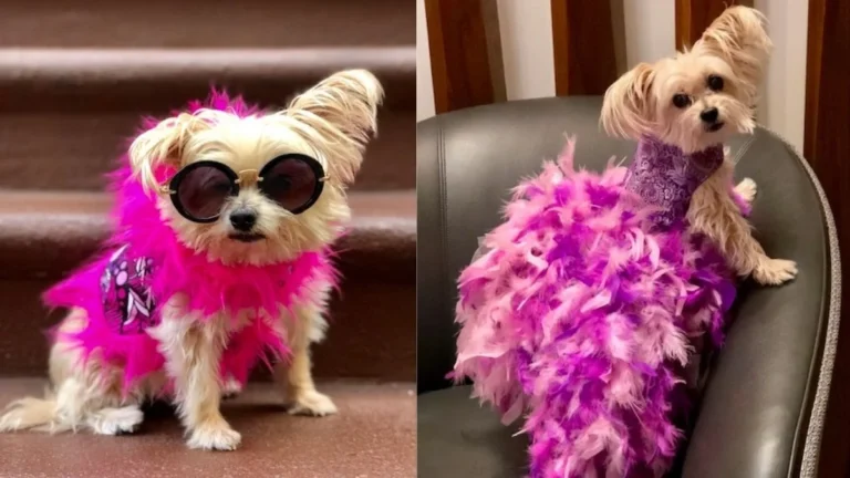 Canine Couture: Elevating Everyday Style