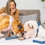 Best Accessories for Senior Dogs: Comfort and Care