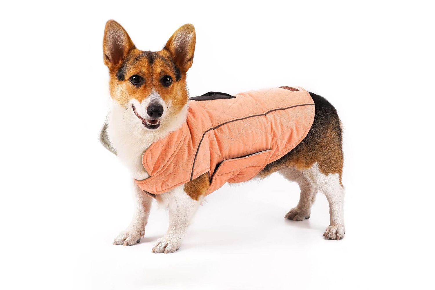 Best Budget-Friendly Dog Clothes