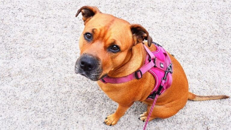 Best Dog Accessories for Every Adventurous Pup