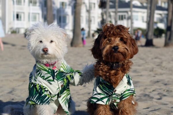 Dogs wearing the Best Dog Clothes in 2024