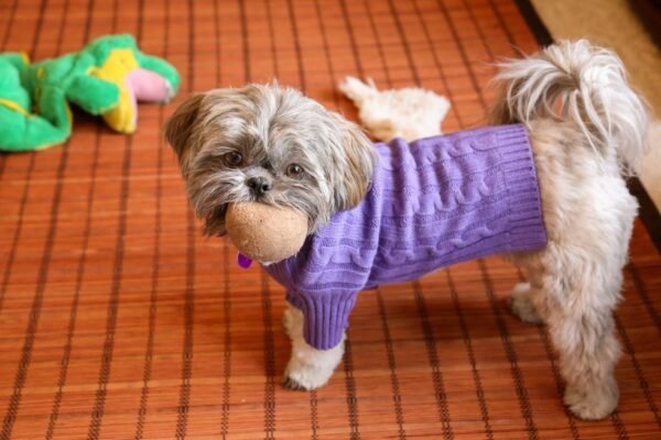 Best Dog Clothing for Playful Puppies