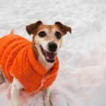 Best Dog Gifts for Winter