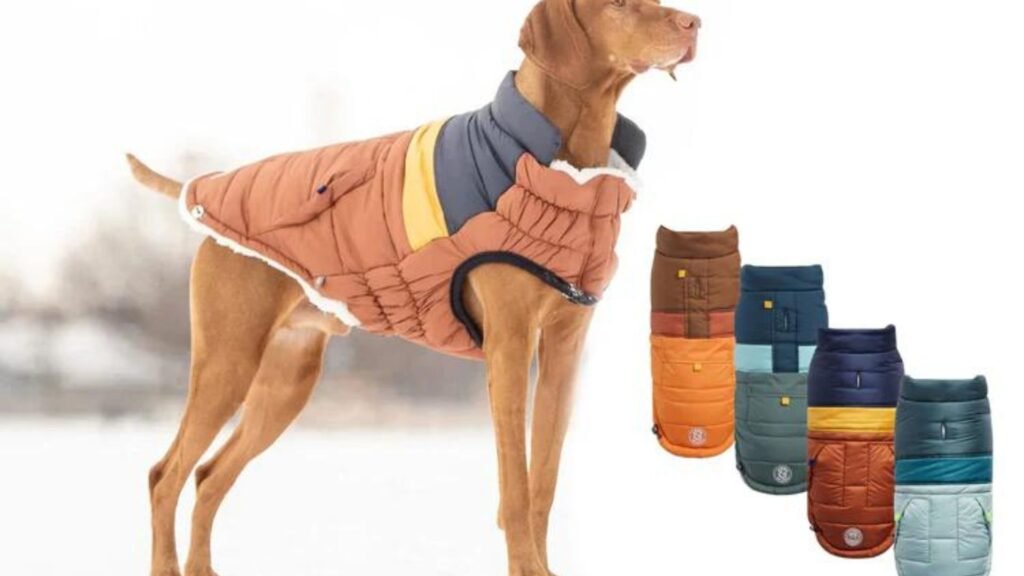 a dog wearing one of the Best Dog Jackets in 2024 