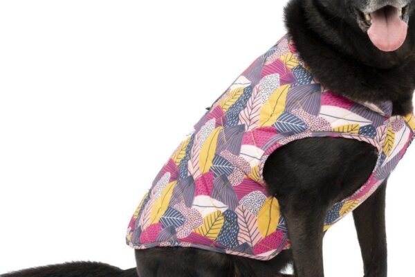 A dog wearing one of the Best Dog Jackets in 2024