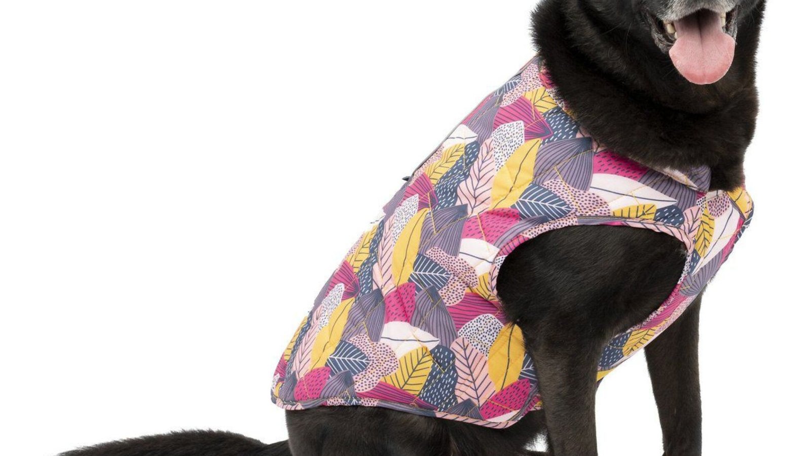 A dog wearing one of the Best Dog Jackets in 2024