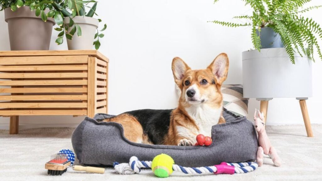 Best Eco-Friendly Accessories for Conscious Pet Parents