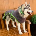 Best Eco-Friendly Dog Clothes Options