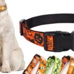 Best Functional Dog Accessories for Everyday Use