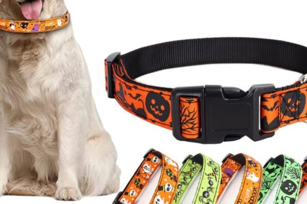 Best Functional Dog Accessories for Everyday Use