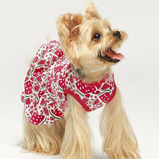 Best Lightweight Dog Clothing for Travel