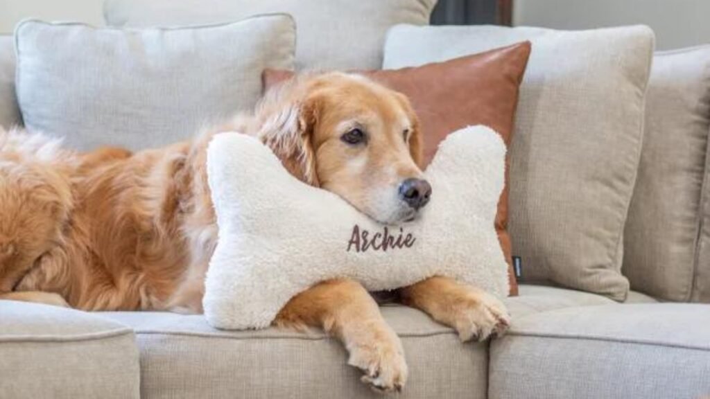 Best Personalized Accessories to Showcase Your Dog’s Personality