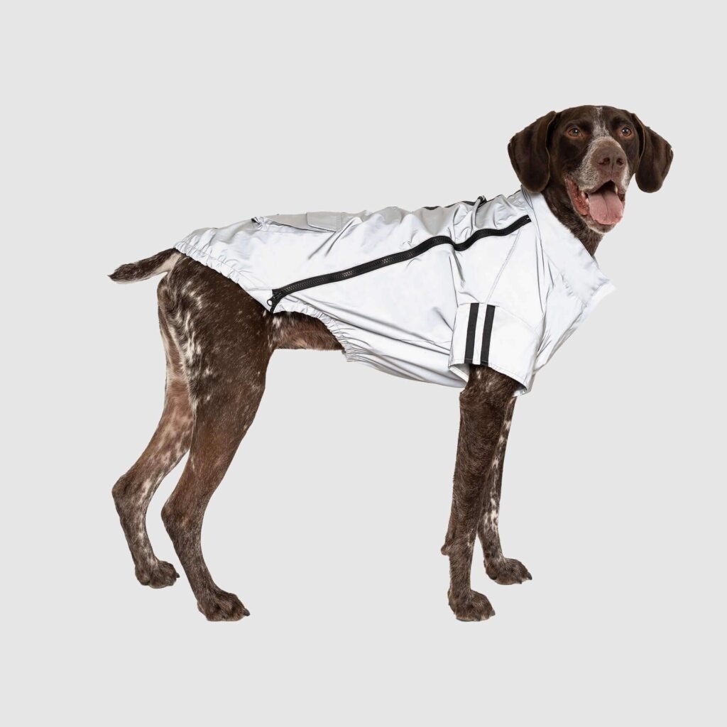 Best Reflective Dog Clothing for Night Walks