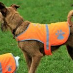 Best Safety Accessories Every Dog Owner Should Have Best Safety Accessories Every Dog Owner Should Have