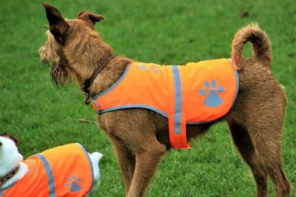 Best Safety Accessories Every Dog Owner Should Have