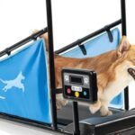 Best Training Accessories to Help Your Dog Excel