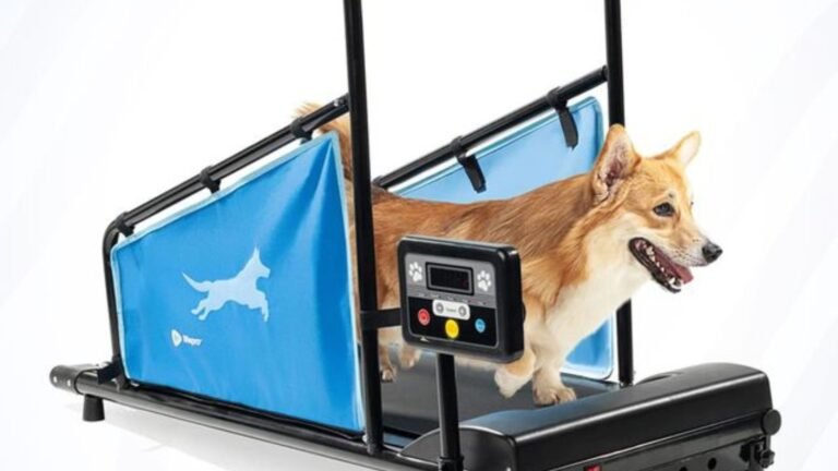 Best Training Accessories to Help Your Dog Excel