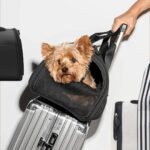 Best Travel Accessories for Dogs on the Go