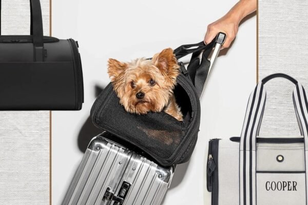 Best Travel Accessories for Dogs on the Go