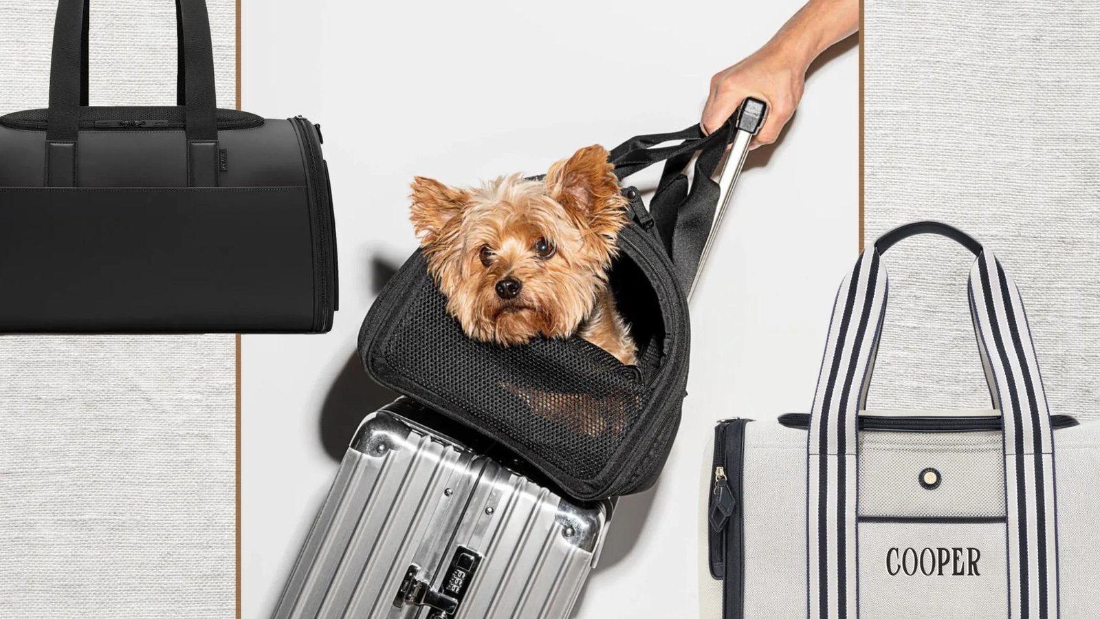 Best Travel Accessories for Dogs on the Go