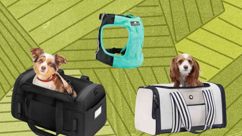 Best Travel Accessories for Dogs on the Go