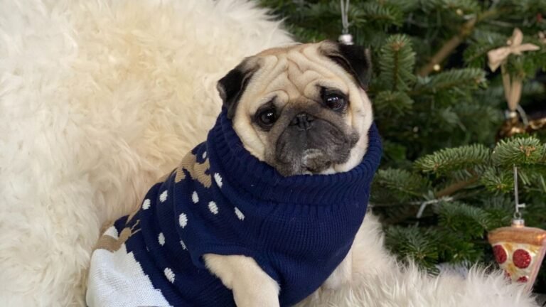 Budget-Friendly Dog Gift Ideas