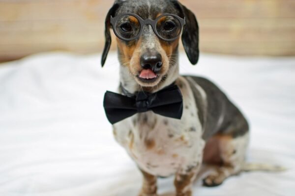 Choosing the Right Dog Formal Wear for Different Breeds