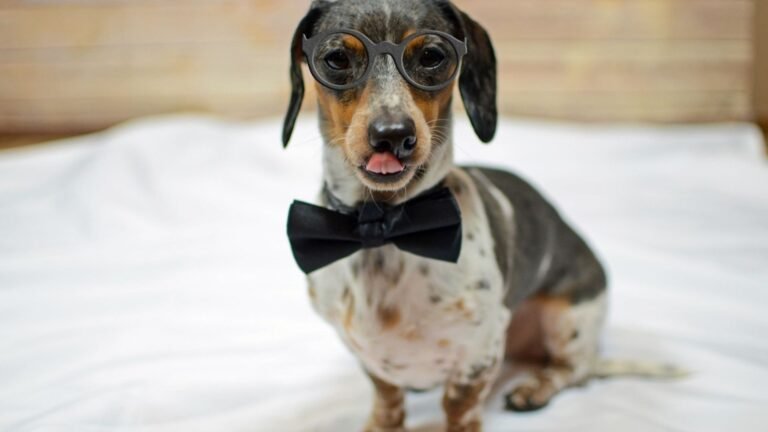 Choosing the Right Dog Formal Wear for Different Breeds