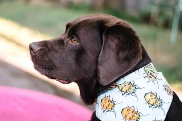 Creative Ways to Use Dog Bandanas