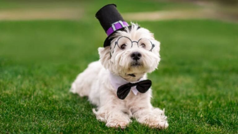 DIY Formal Outfits for Dogs Easy Ideas