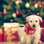 Dressing Up Your Dog for the Holidays A Complete Guide