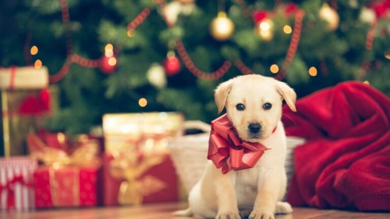 Dressing Up Your Dog for the Holidays A Complete Guide