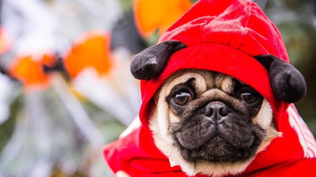 Dressing Up Your Dog for the Holidays A Complete Guide