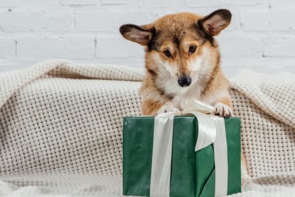 Eco-Friendly Dog Gift Ideas