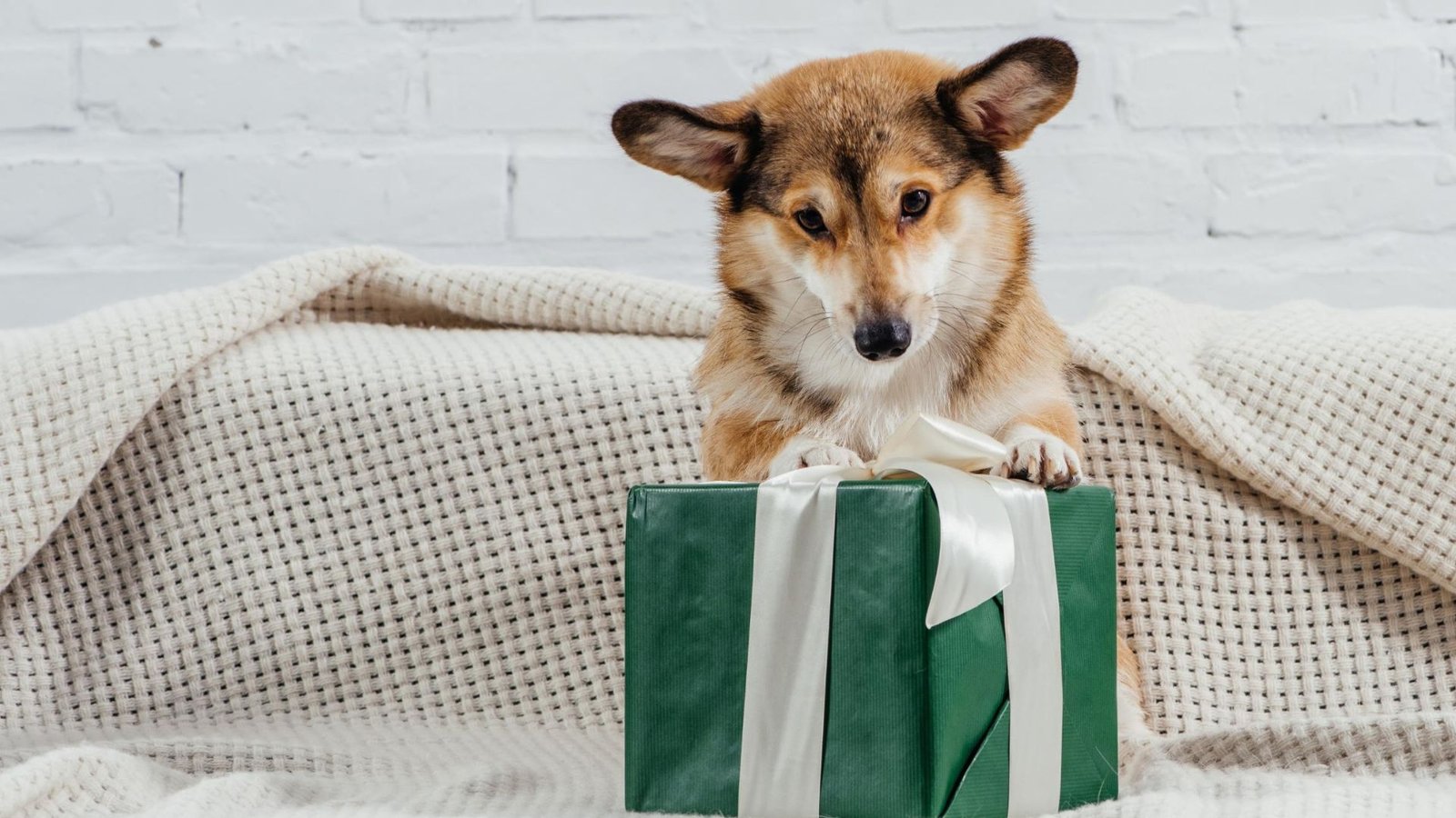 Eco-Friendly Dog Gift Ideas