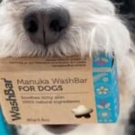 Gifts That Promote Health and Wellness for Dogs