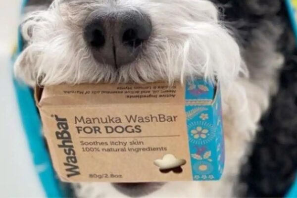 Gifts That Promote Health and Wellness for Dogs