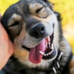 Gifts for Dogs with Special Needs
