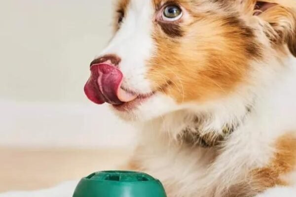 Health and Wellness Gifts for Dogs: Supplements and More