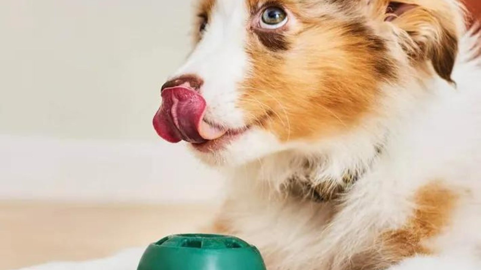 Health and Wellness Gifts for Dogs: Supplements and More