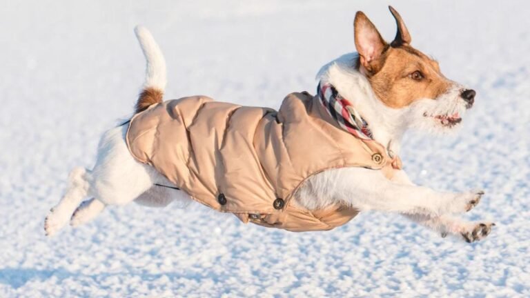 How to Care for Your Dog's Clothes
