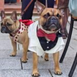 How to Choose Comfortable Dog Formal Wear