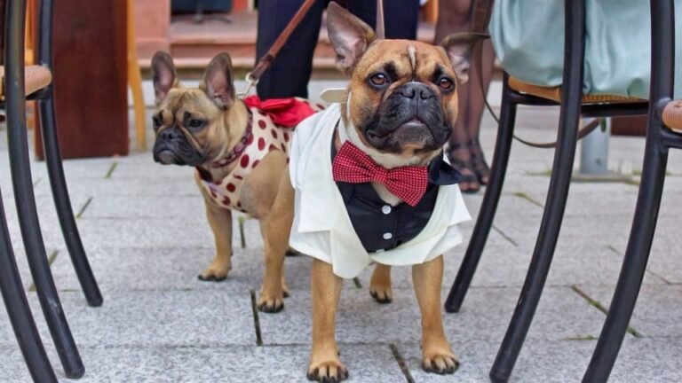 How to Choose Comfortable Dog Formal Wear