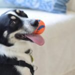 How to Choose Durable Dog Gifts