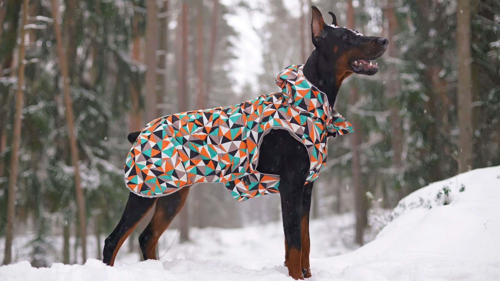 How to Choose Functional Dog Clothes for Every Season