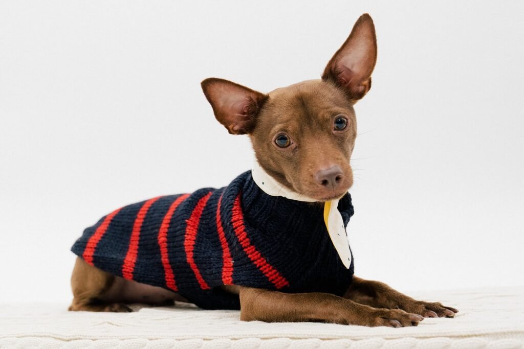 How to Choose Functional Dog Clothes for Every Season