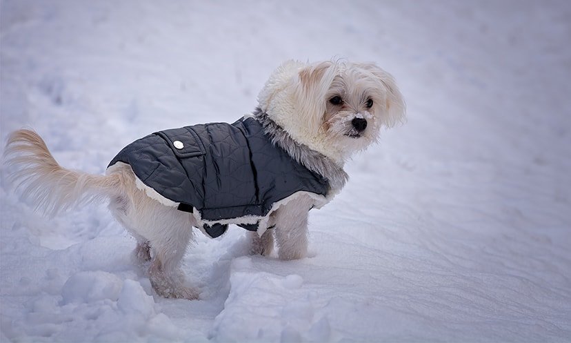 How to Choose the Best Dog Clothes for Winter