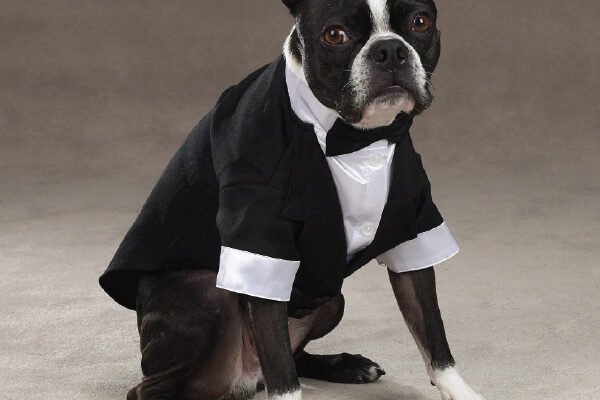 How to Choose the Best Dog Formal Wear